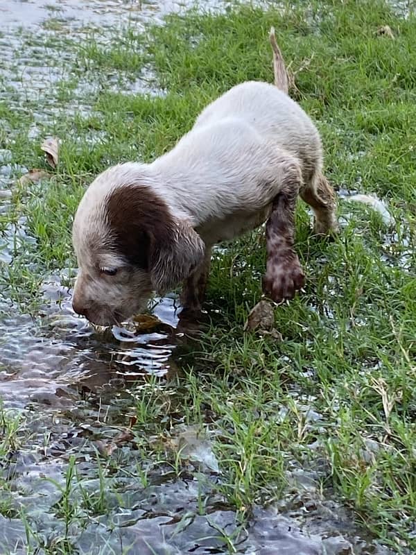 Pointer Female: 03041974063 1