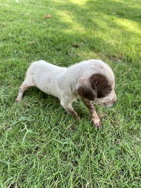 Pointer Female: 03041974063 2