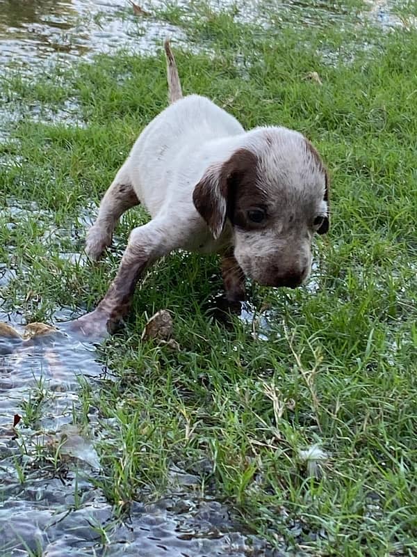 Pointer Female: 03041974063 3