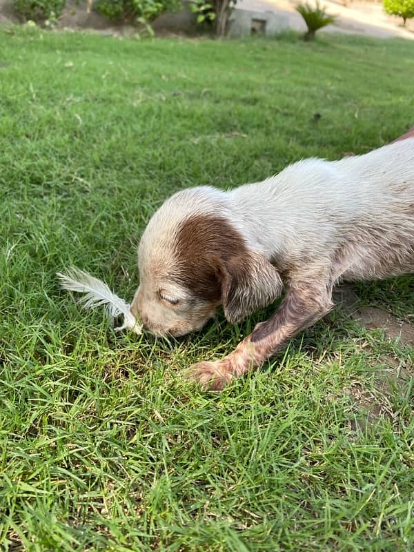 Pointer Female: 03041974063 4