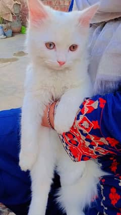 Persian Cat thripple coded cats ha final price 25000Rs