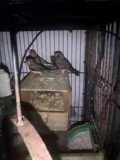 zebra finches