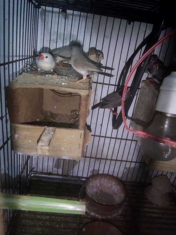 zebra finches 1