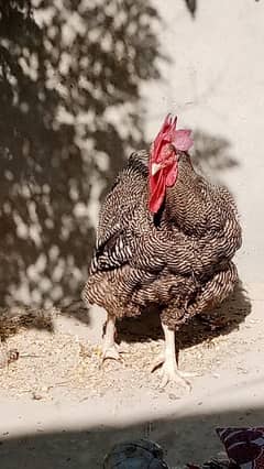 i want to sell my American rooster 0