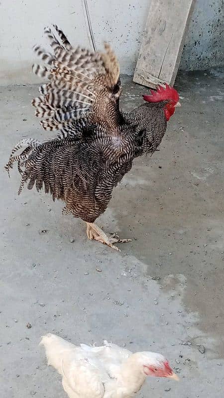 i want to sell my American rooster 1