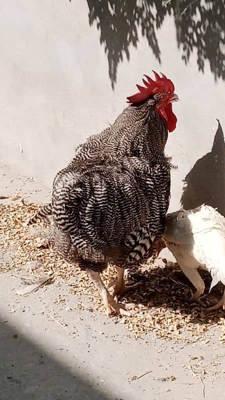 i want to sell my American rooster 2