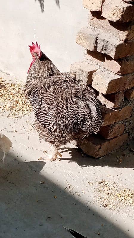 i want to sell my American rooster 3