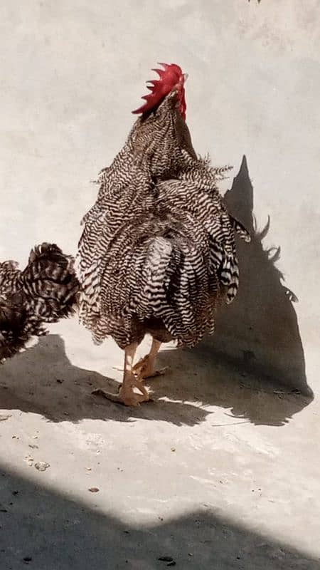 i want to sell my American rooster 4