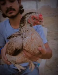 Aseel mianwali breeders