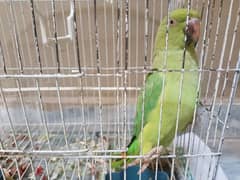 Green Newly Adult Parrot 0