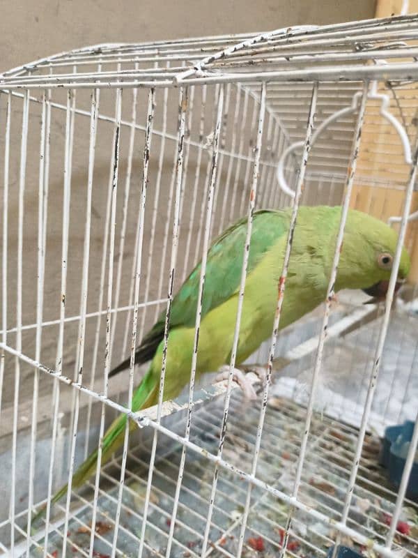 Green Newly Adult Parrot 1