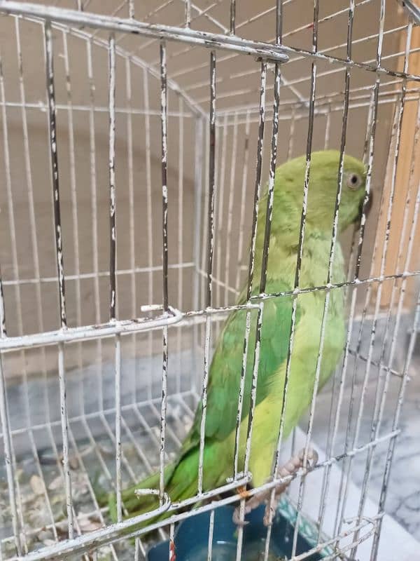 Green Newly Adult Parrot 2