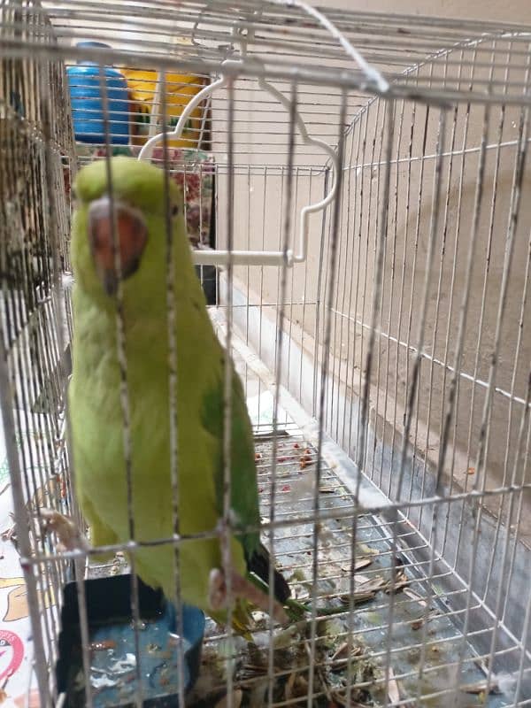 Green Newly Adult Parrot 3