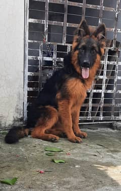 top quality long hair male pup for sale( 03369878719)