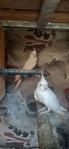 Eno Red Eyes Cockatiel Breeder Pair 1 Common Pied Female