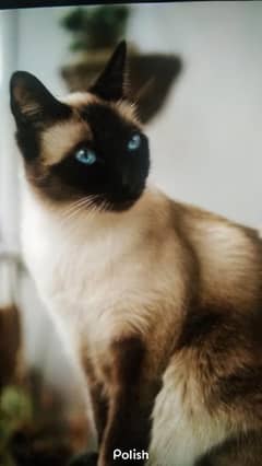 SIAMESE  CAT FOR SALE