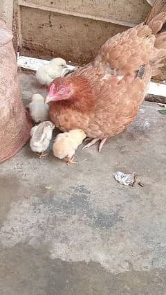 Hen with 5 chicken