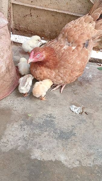 Hen with 5 chicken 0