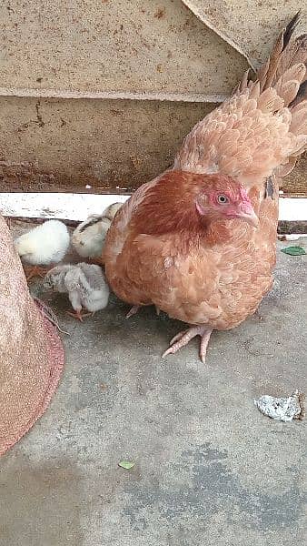 Hen with 5 chicken 1