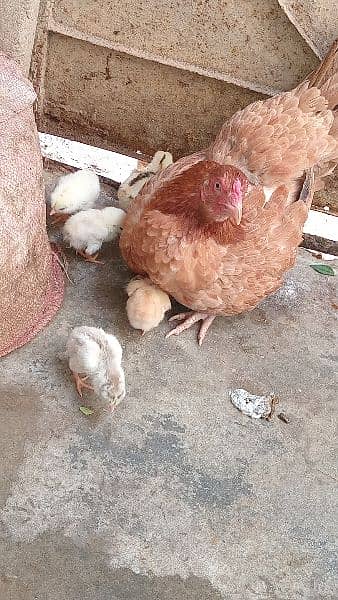 Hen with 5 chicken 2