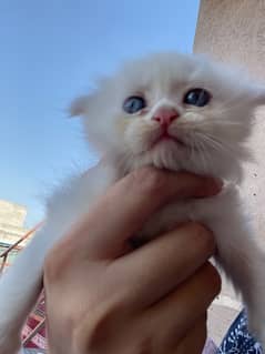 White persian kitten 0