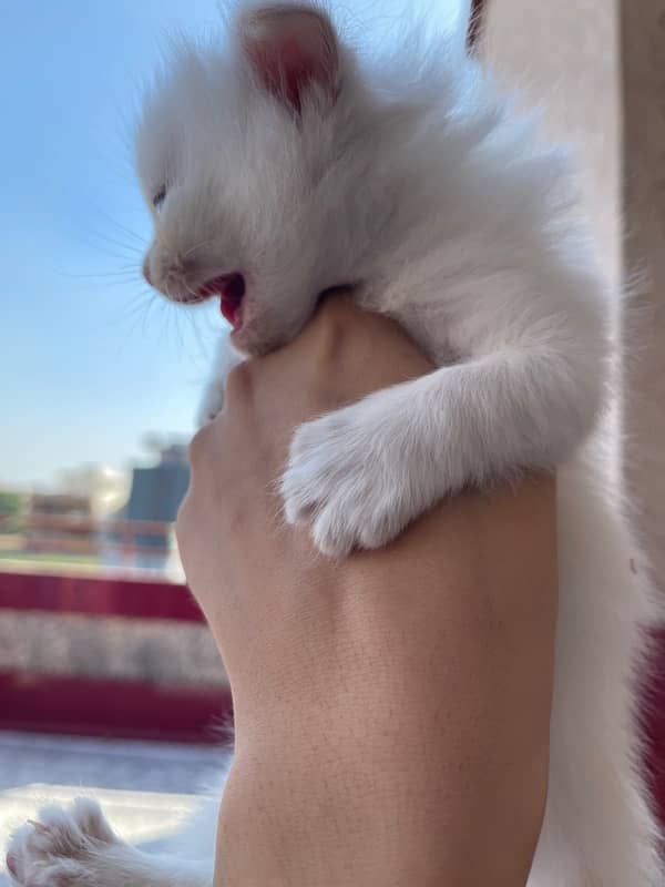 White persian kitten 1