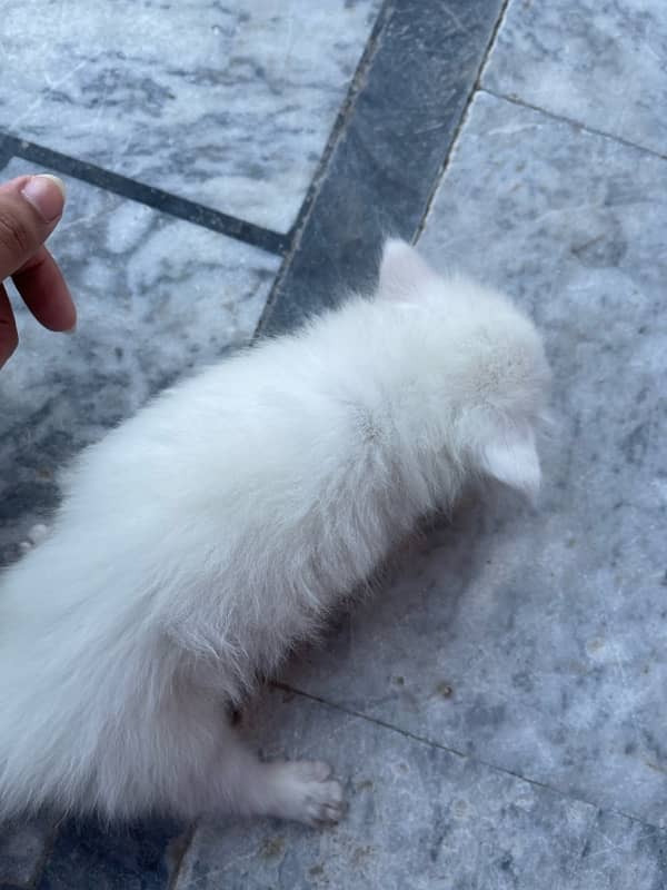 White persian kitten 2