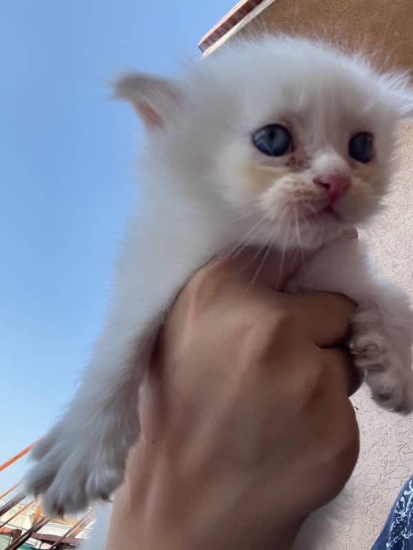 White persian kitten 3