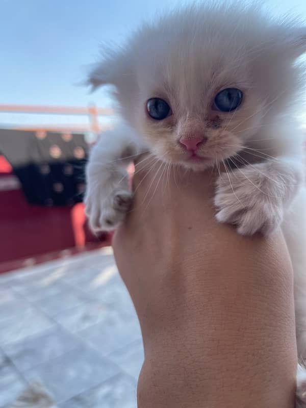 White persian kitten 4