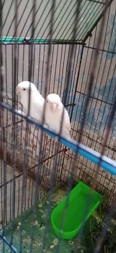 Albino splite for sale blck fisheri fo sale