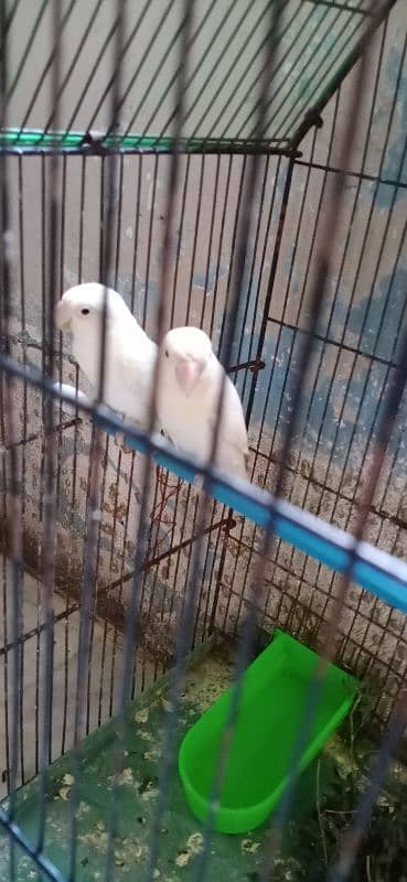 Albino splite for sale blck fisheri fo sale 0