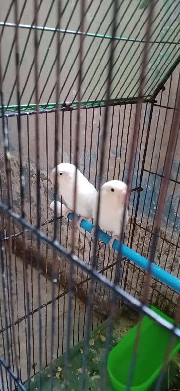 Albino splite for sale blck fisheri fo sale 3