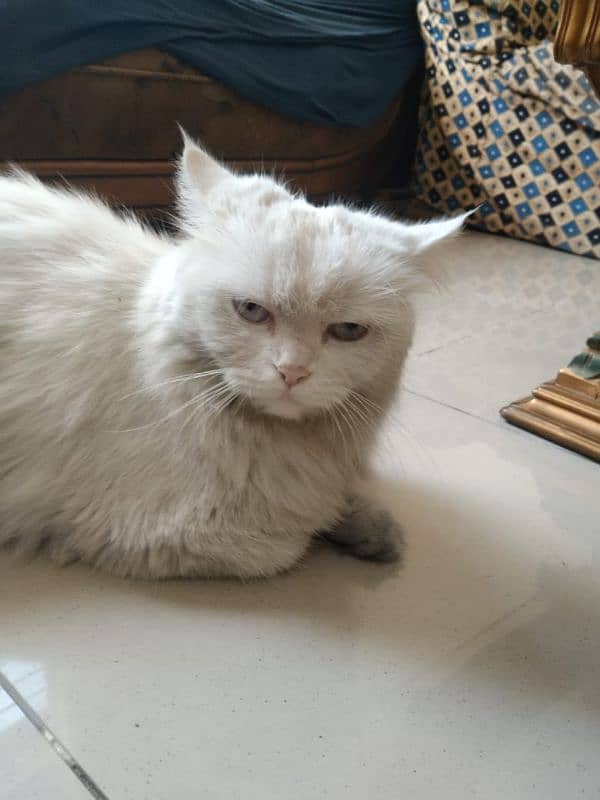 Persian female cat 1