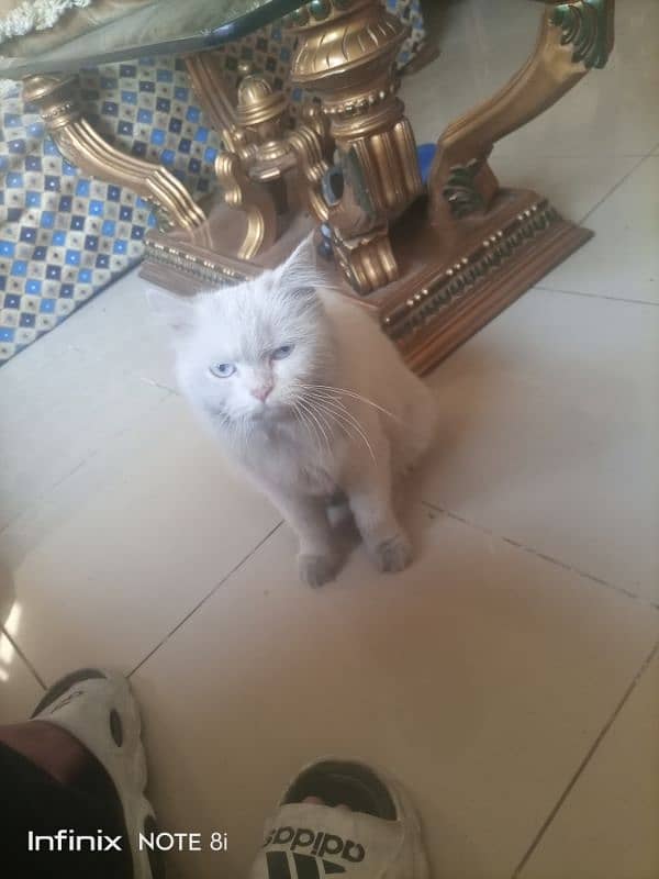 Persian female cat 2