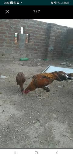 Mianwali aseel chicks available for sale in cheap price.