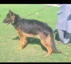 King Size German Shepherd Heavy Bone Structure