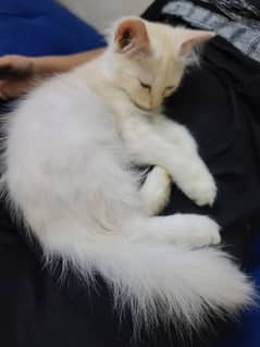 persian male cat 0