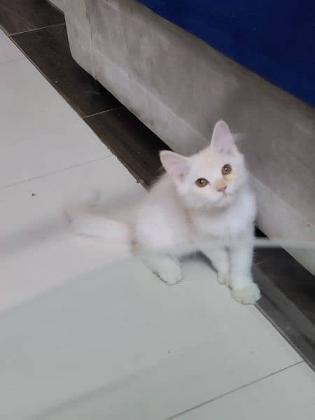 persian male cat 1