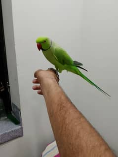 green Ringneck  03362761383