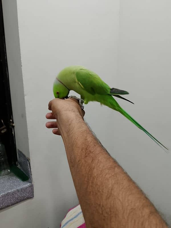 green Ringneck  03362761383 1