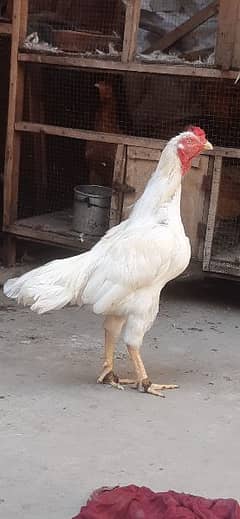 white aseel cock for sale