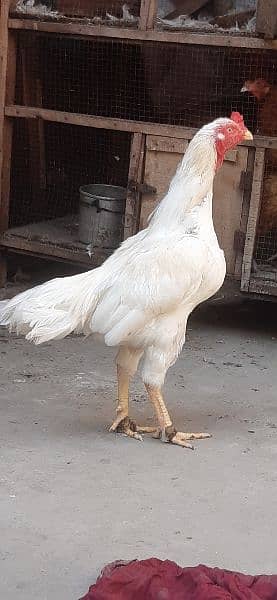 white aseel cock for sale 1