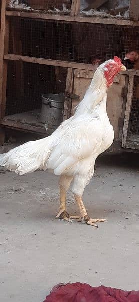 white aseel cock for sale 2