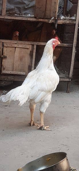 white aseel cock for sale 3