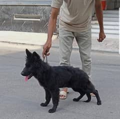 black long hair german shepherd male puppy