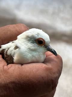 diamond pied dove