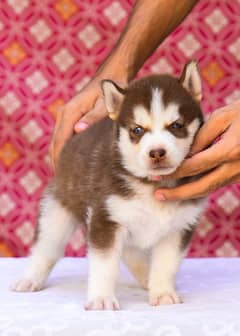 Siberian Husky Wolly Coat Pedigree Parents Puppies Available