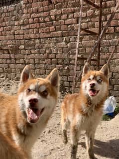 Siberian Husky