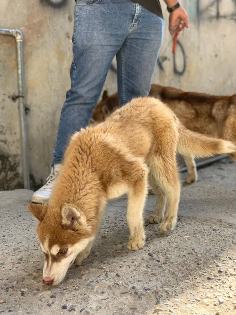 Siberian Husky 1