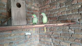 Raw breeding pair urgent sale